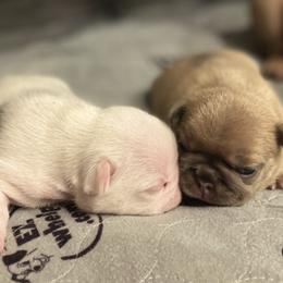 French Bulldog Puppies from Kring French Bulldogs
