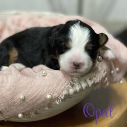 Opal - Tri-color female Bernedoodle puppy in Henry, Illinois from Rowe Farms Doodles