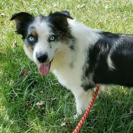 Australian Shepherds from Pondview Australian Shepherds