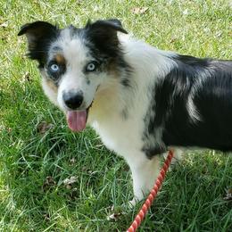 Australian Shepherds from Pondview Australian Shepherds