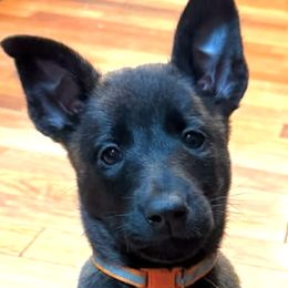 Dutch Shepherds from Ruka the Dutch Shepherd