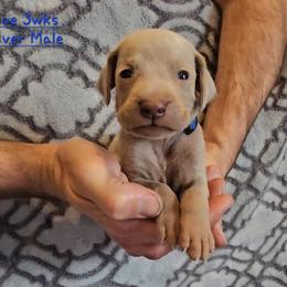 Blue Collar - Silver gray male Weimaraner puppy in Indiana from So-IN Weimaraner's