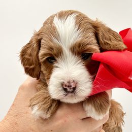 General Waverly - Goldendoodle puppy from Meadowlark Park