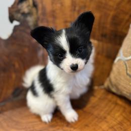 Boy 2 - White black and tan male Papillon puppy in Shirley, Arkansas from Lucky Pups