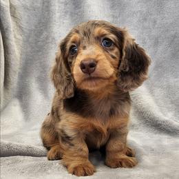 Dream - Dapple female Dachshund puppy in Trenton, Florida from Kings Dachshunds