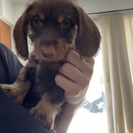AKC Rudolph on the go and ready to take on the world AKC - Chocolate and tan male Dachshund puppy in Erie, Michigan from Champagne’s Grinch Toe’d Dachshunds