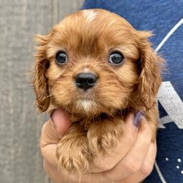 Rusty - Ruby male Cavalier King Charles Spaniel puppy in Boardman, Ohio from Taliaferro Kennel
