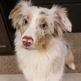 Dakota - Red merle female Australian Shepherd puppy in Placerville, California from BFF Aussies