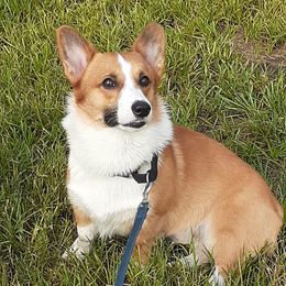 Dylan - Pembroke Welsh Corgi