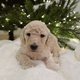 Lexi - White female Poodle puppy in Roseville, California from Aura & Luxe Poodles