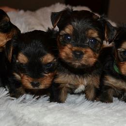 Yorkshire Terriers from Tammy's Yorkies