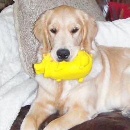 Golden Retrievers from Zest Golden Retrievers