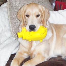 Golden Retrievers from Zest Golden Retrievers