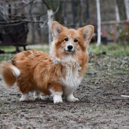 Emorie - Pembroke Welsh Corgi
