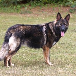 Liesel - German Shepherd