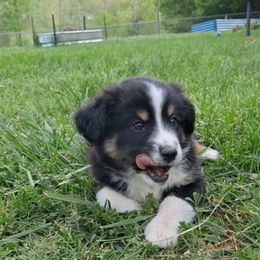 Toy Australian Shepherd Puppies from Honeybee Haven's Toy Aussies