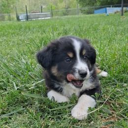 Toy Australian Shepherd Puppies from Honeybee Haven's Toy Aussies