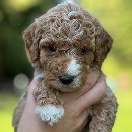Aussiedoodles and Goldendoodles from Bar W Doodles