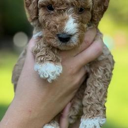 Aussiedoodles and Goldendoodles from Bar W Doodles