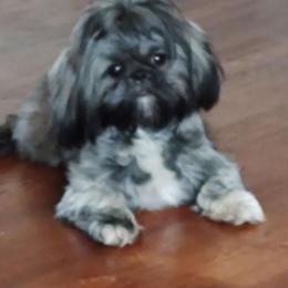 Caviar - Shih Tzu
