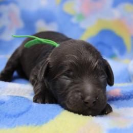 Green collar Mike - Chocolate male Australian Labradoodle puppy in Provo, Utah from EllsWORTH Labradoodles LLC