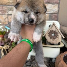 Boy 1 - Red male Japanese Akitainu puppy in Payson, Utah from Havoc Akitas