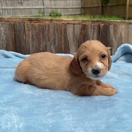 Taffy - AKC - Red female Dachshund puppy in Gainesville, Texas from Diamond B Doxies