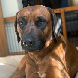 Rhodesian Ridgebacks from Adwera Rhodesian Ridgebacks