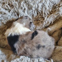 Aussiedoodle Puppies from Down Under Doodles