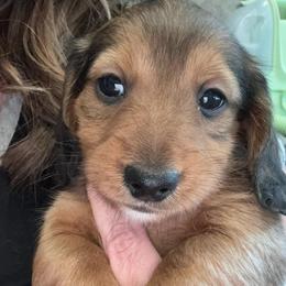 Mars - Red male Dachshund puppy in Delta, Utah from Dix n’ Dot Dachshunds