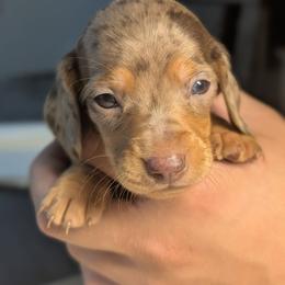 Apollo - Dapple male Dachshund puppy in Waddell, Arizona from The Bearded Companions