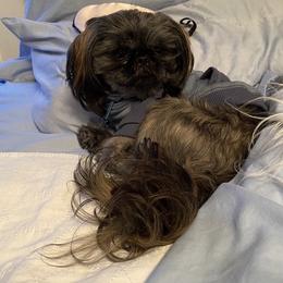 Maverick - Shih Tzu