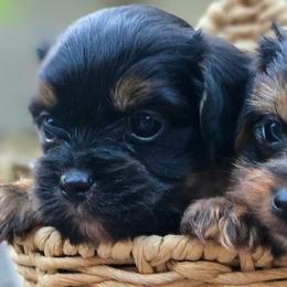 Rusty - Black and tan male Yorkshire Terrier puppy in California from Corazon de gigante