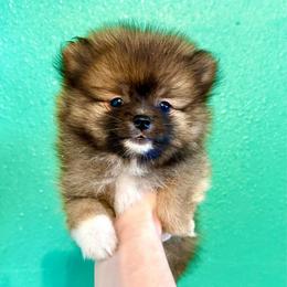 Chewy - Wolf sable male Pomeranian puppy in Stroud, Oklahoma from Laik’s Little Shihtz & Poms