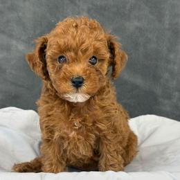 Tamera - Red  female Poodle puppy in Vilonia, Arkansas from Donna’s Pretty Poodles