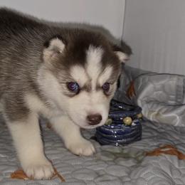 Boomer - Red and white male Siberian Husky puppy in Kansas City, Missouri from Anuun's Huskies