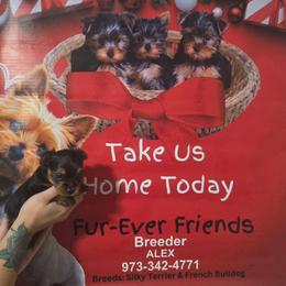 Rino - Silver black and tan male Silky Terrier puppy in City Of Orange, New Jersey from Fur-Ever Friends