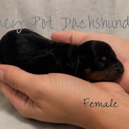 Emaline - Black and tan female Dachshund puppy in Glen Saint Mary, Florida from 🍯 Honey Pot Dachshunds 🐾