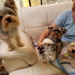 Yorkshire Terrier Puppies from Angela Coleman