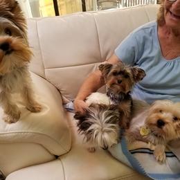 Yorkshire Terrier Puppies from Angela Coleman