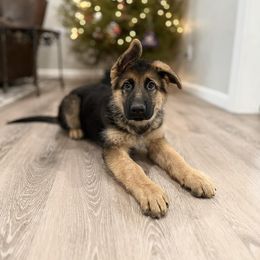 German Shepherd Puppies from Ewig Krieger Kennels