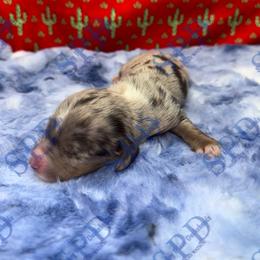 Chey - Dapple female Dachshund puppy in Onalaska, Texas from Smokey Pines Dachshunds