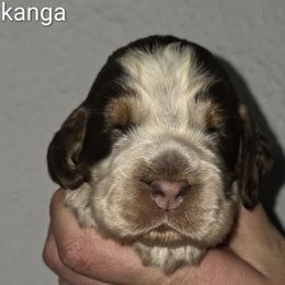 Kanga - Tri-Roan female English Springer Spaniel puppy in Florida from Thunderbird Springers