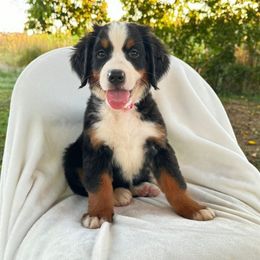 Pink Female - Black rust and white female Bernese Mountain Dog puppy in Greenwood, Delaware from A&A Greenwood Puppies