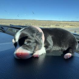 Vixen - Black and tan female Pembroke Welsh Corgi puppy in Ruidoso, New Mexico from Ruidoso's Crowned Companions