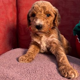 We-Be-Giant - Apricot male Poodle puppy in St. Johnsbury, Vermont from Poodles of the Northern Woods