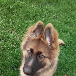 German Shepherd Puppies from EshelmanSchwitz German Shepherd Dogs