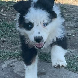 Australian Shepherd Puppies from Bears Paw Aussies