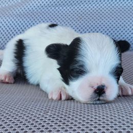 Tia - Black and white female Shichon puppy in Limestone, Tennessee from Pilot Hill Teddy Bear Puppies
