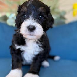 Goldfish - Tri-color male Bernedoodle puppy in Yuciapa, California from AlltheDoodlez_